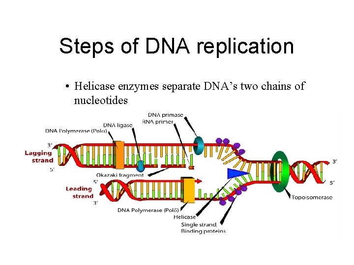 Steps of DNA replication • Helicase enzymes separate DNA’s two chains of nucleotides 
