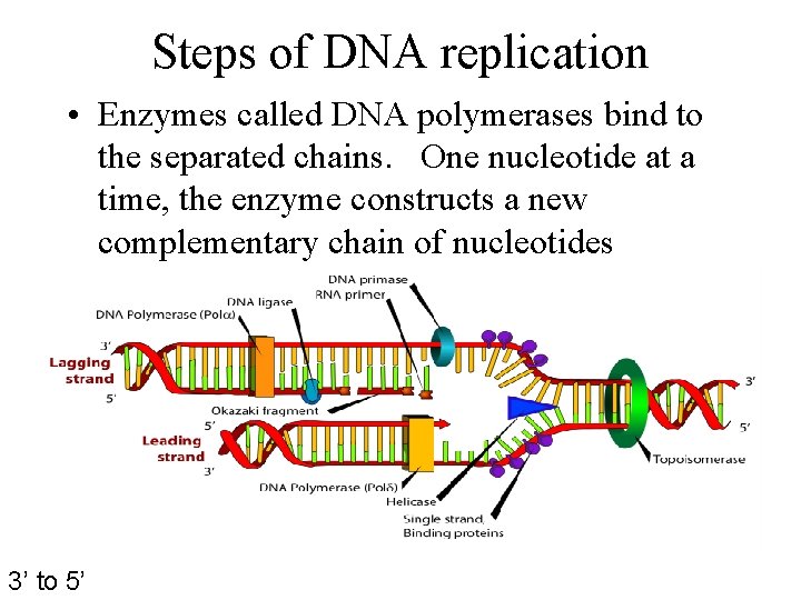 Steps of DNA replication • Enzymes called DNA polymerases bind to the separated chains.