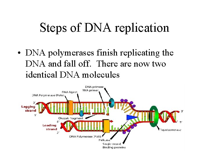 Steps of DNA replication • DNA polymerases finish replicating the DNA and fall off.