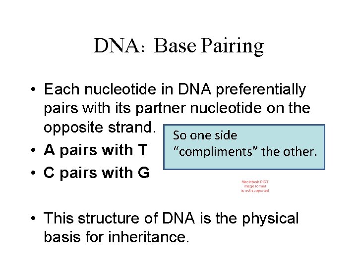 DNA: Base Pairing • Each nucleotide in DNA preferentially pairs with its partner nucleotide