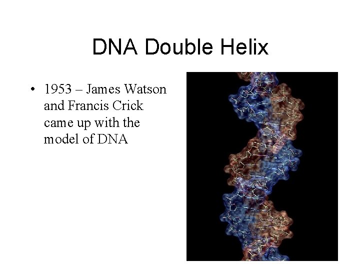 DNA Double Helix • 1953 – James Watson and Francis Crick came up with