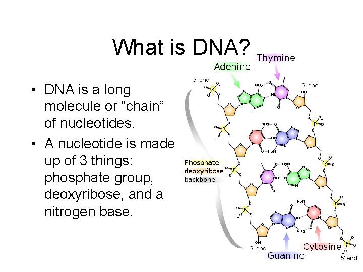 What is DNA? • DNA is a long molecule or “chain” of nucleotides. •