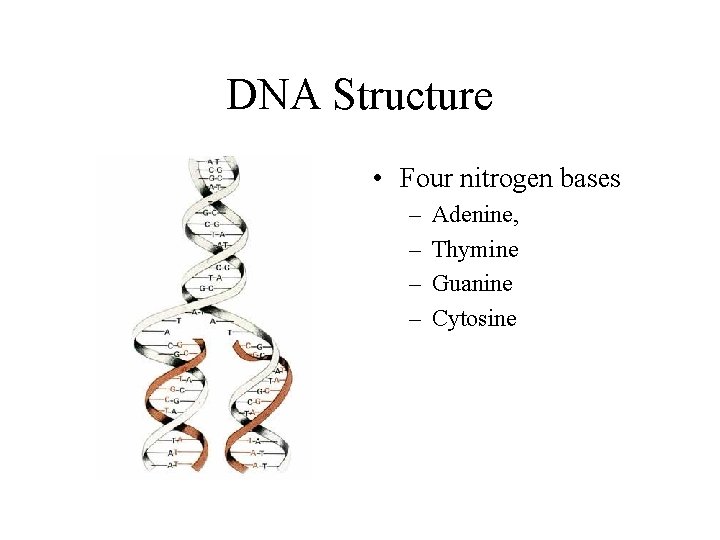 DNA Structure • Four nitrogen bases – – Adenine, Thymine Guanine Cytosine 
