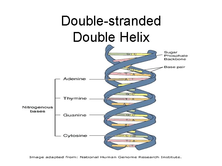 Double-stranded Double Helix 