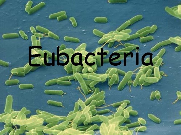 Eubacteria 