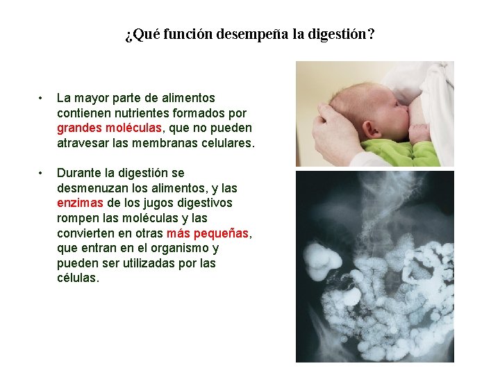 02 ¿Qué función desempeña la digestión? • La mayor parte de alimentos contienen nutrientes