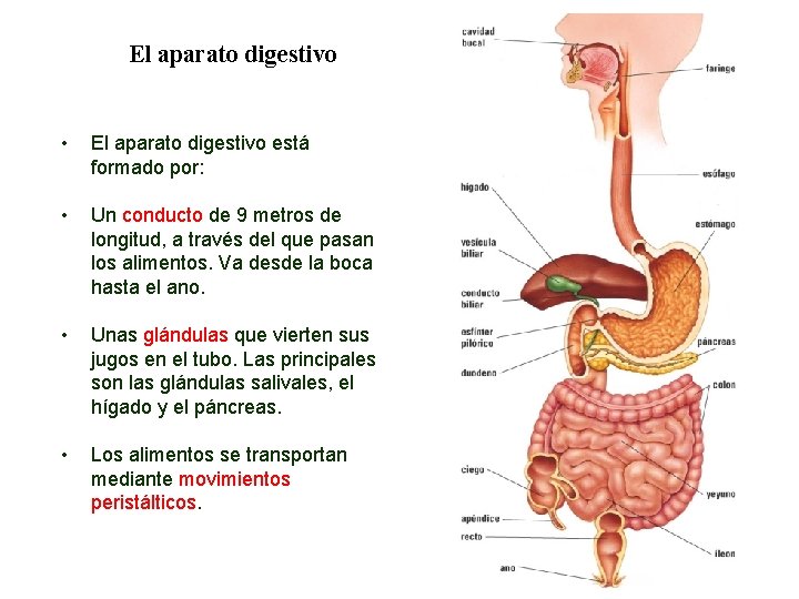 02 El aparato digestivo • El aparato digestivo está formado por: • Un conducto