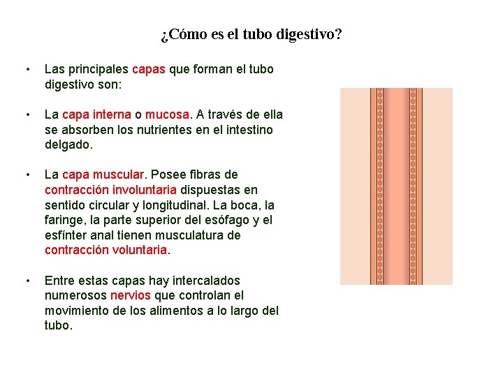 02 ¿Cómo es el tubo digestivo? • Las principales capas que forman el tubo