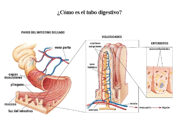 02 ¿Cómo es el tubo digestivo? 