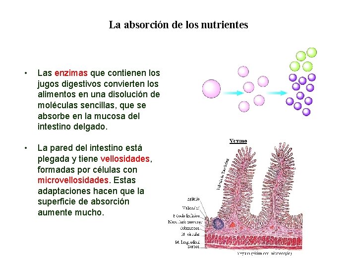 02 La absorción de los nutrientes • Las enzimas que contienen los jugos digestivos