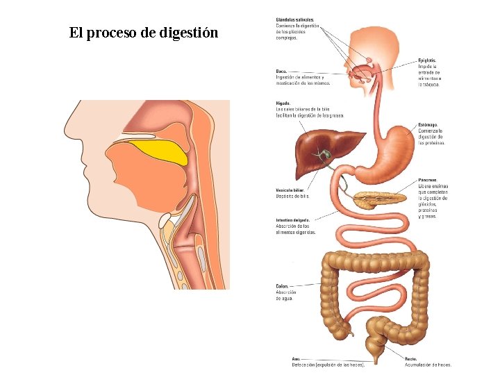 02 El proceso de digestión 