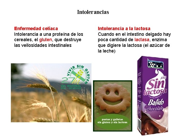 02 Intolerancias Enfermedad celíaca Intolerancia a una proteína de los cereales, el gluten, que