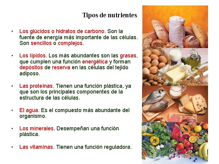 02 Tipos de nutrientes • Los glúcidos o hidratos de carbono. Son la fuente