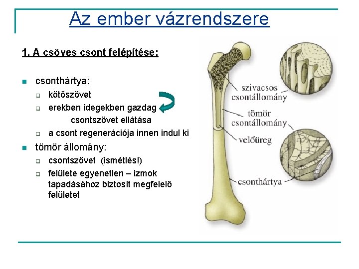 Az ember vázrendszere 1. A csöves csont felépítése: n csonthártya: q q q n