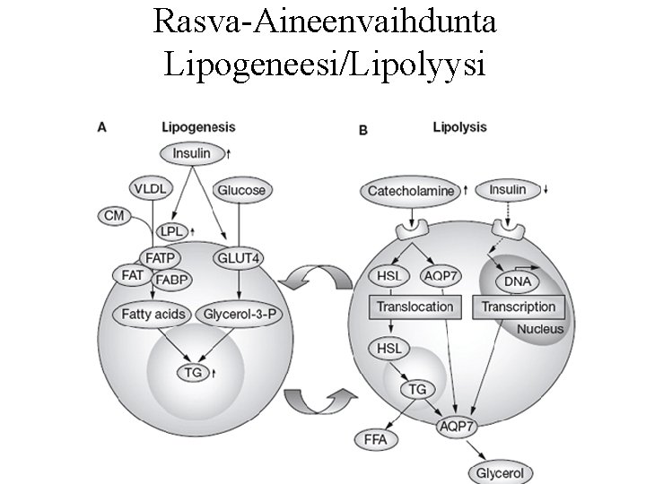 Rasva-Aineenvaihdunta Lipogeneesi/Lipolyysi 