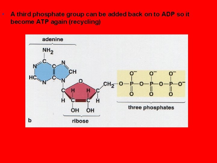  • A third phosphate group can be added back on to ADP so