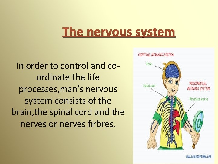 The nervous system In order to control and coordinate the life processes, man’s nervous