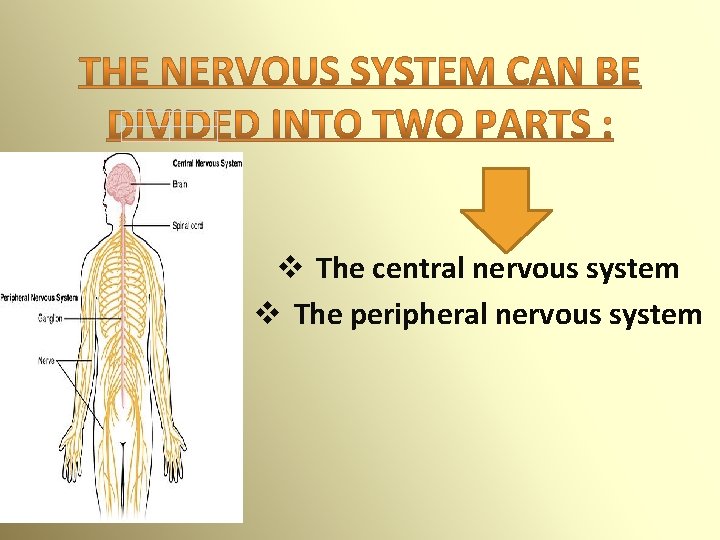 v The central nervous system v The peripheral nervous system 