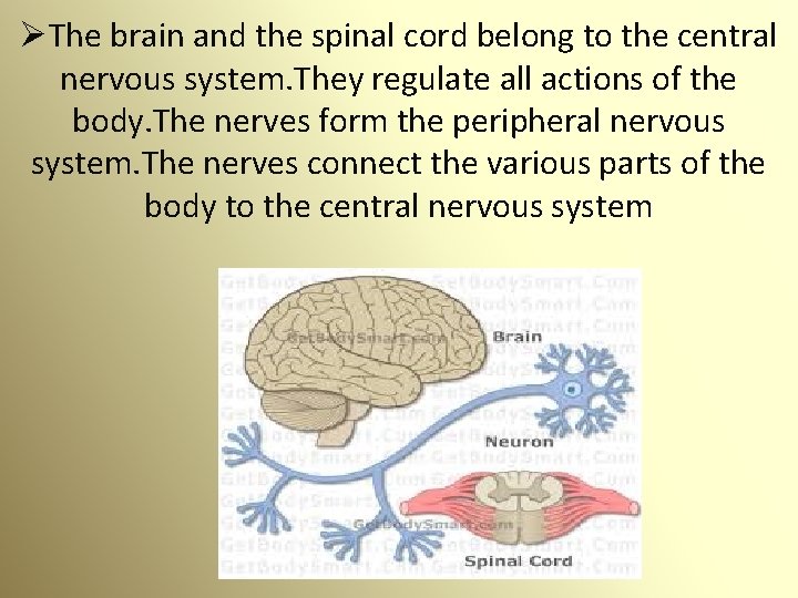 ØThe brain and the spinal cord belong to the central nervous system. They regulate