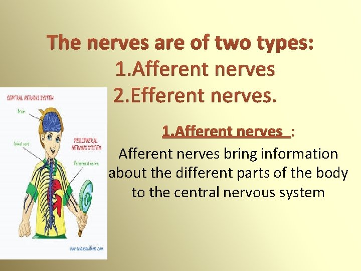 The nerves are of two types: 1. Afferent nerves 2. Efferent nerves. 1. Afferent