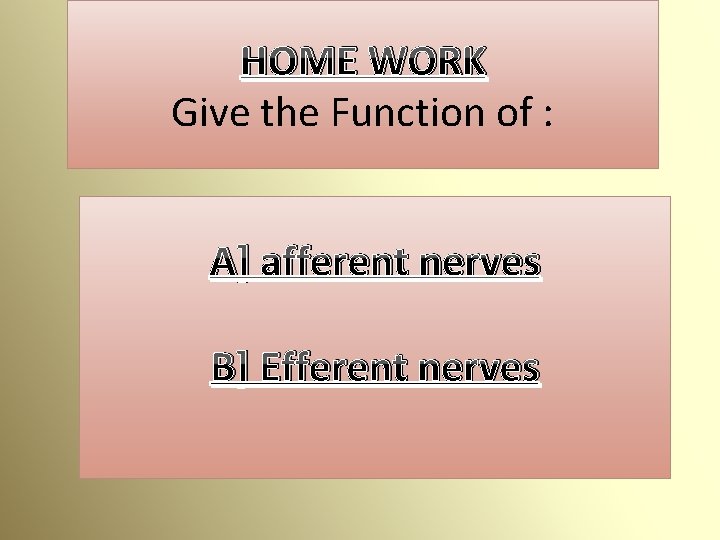 HOME WORK Give the Function of : A] afferent nerves B] Efferent nerves 