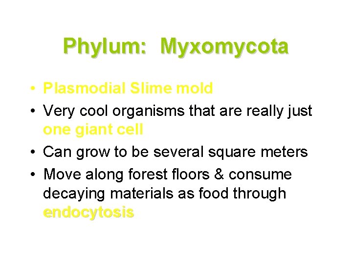 Phylum: Myxomycota • Plasmodial Slime mold • Very cool organisms that are really just