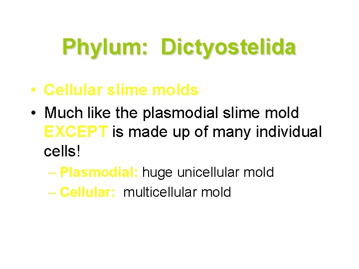 Phylum: Dictyostelida • Cellular slime molds • Much like the plasmodial slime mold EXCEPT