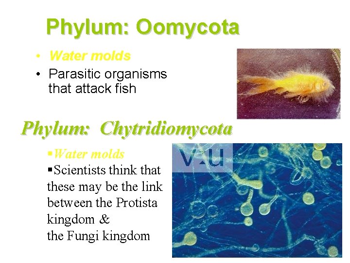 Phylum: Oomycota • Water molds • Parasitic organisms that attack fish Phylum: Chytridiomycota §Water