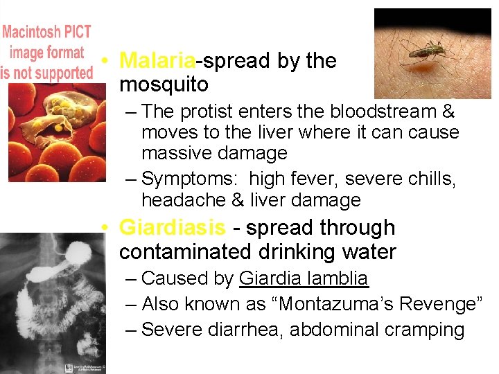  • Malaria-spread by the mosquito – The protist enters the bloodstream & moves