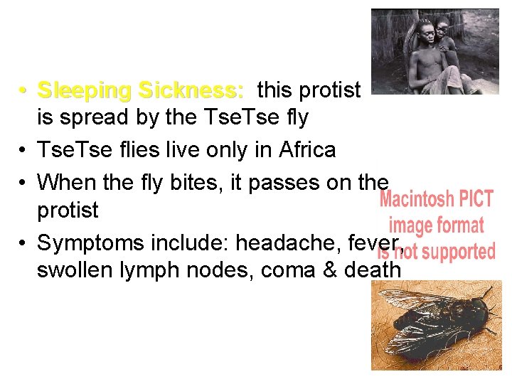  • Sleeping Sickness: this protist is spread by the Tse fly • Tse