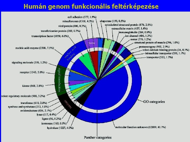 Humán genom funkcionális feltérképezése Gene Functions Humán genom funkcionális feltérképezése Gene Functions