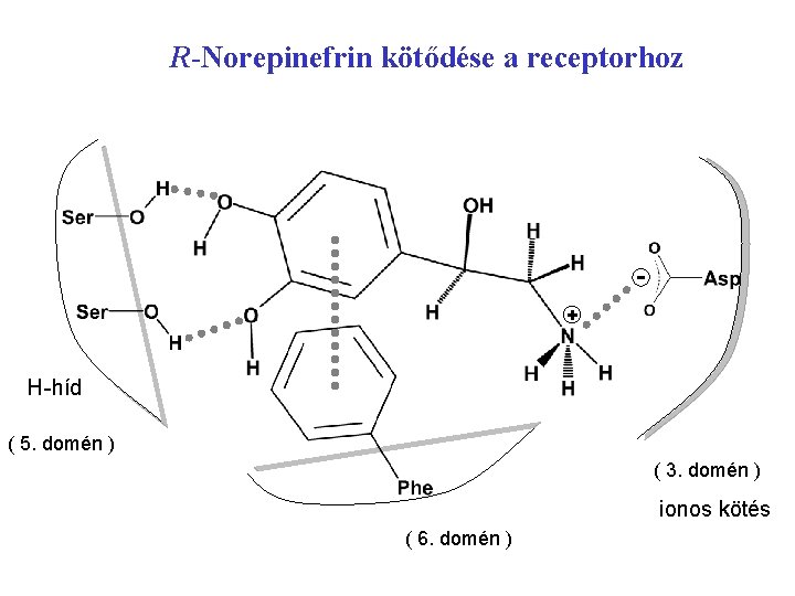 R-Norepinefrin kötődése a receptorhoz + H-híd ( 5. domén ) ( 3. domén ) R-Norepinefrin kötődése a receptorhoz + H-híd ( 5. domén ) ( 3. domén )