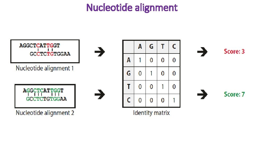 Nucleotide alignment 