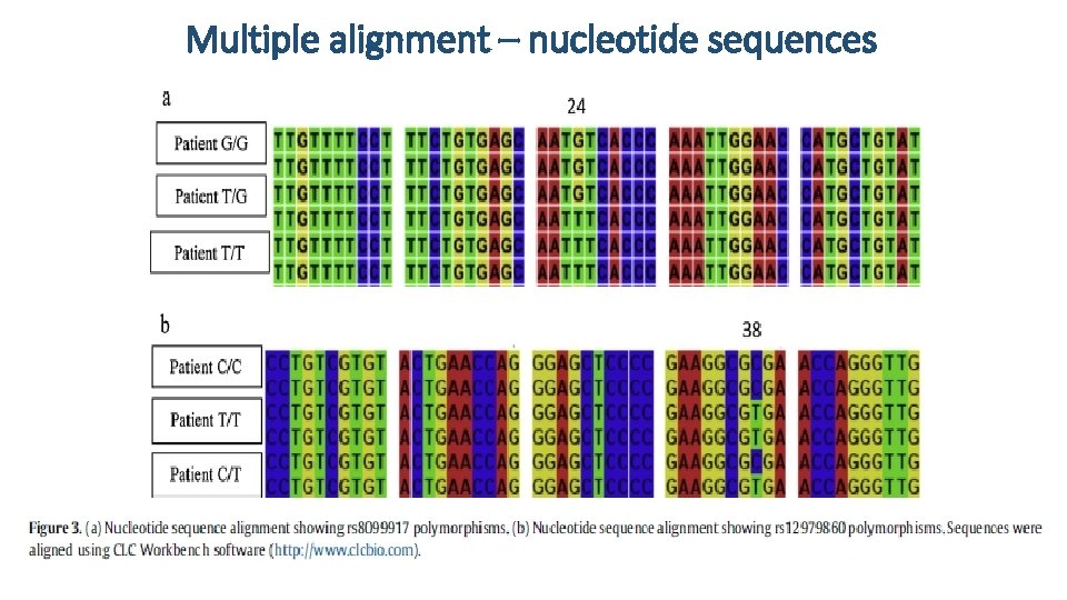 Multiple alignment – nucleotide sequences 