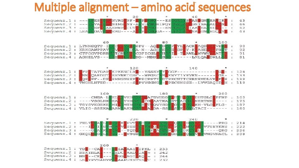 Multiple alignment – amino acid sequences 