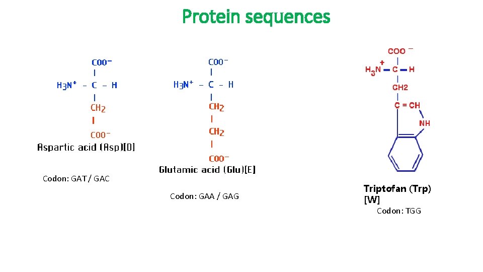 Protein sequences Codon: GAT / GAC Codon: GAA / GAG Triptofan (Trp) [W] Codon: