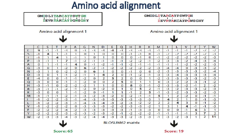 Amino acid alignment 