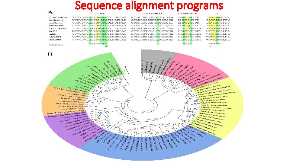 Sequence alignment programs 