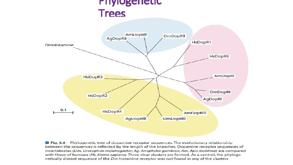 Phylogenetic Trees 