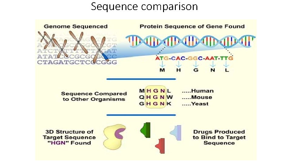 Sequence comparison 