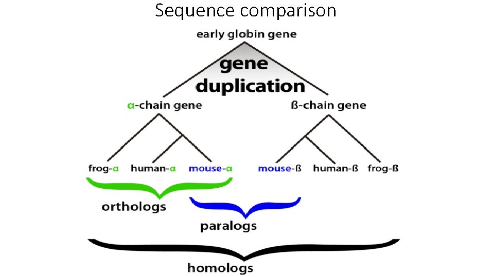 Sequence comparison 