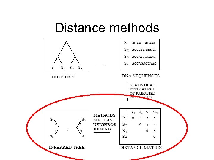 Distance methods 