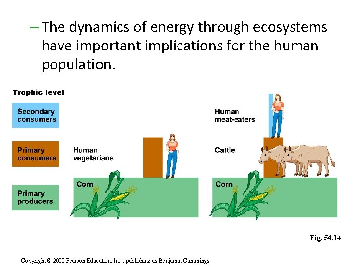 – The dynamics of energy through ecosystems have important implications for the human population.