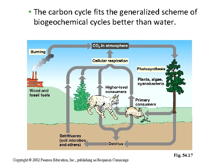 • The carbon cycle fits the generalized scheme of biogeochemical cycles better than