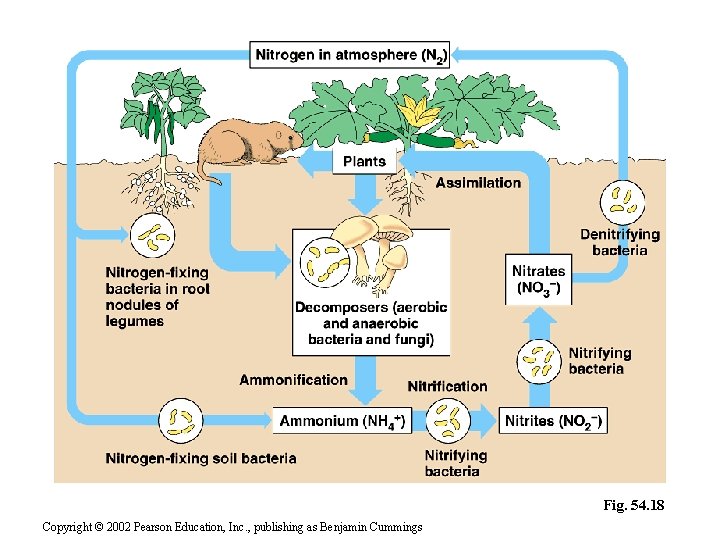 Fig. 54. 18 Copyright © 2002 Pearson Education, Inc. , publishing as Benjamin Cummings