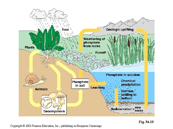 Fig. 54. 19 Copyright © 2002 Pearson Education, Inc. , publishing as Benjamin Cummings