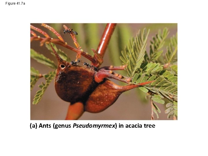 Figure 41. 7 a (a) Ants (genus Pseudomyrmex) in acacia tree 