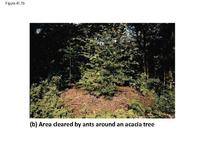 Figure 41. 7 b (b) Area cleared by ants around an acacia tree 