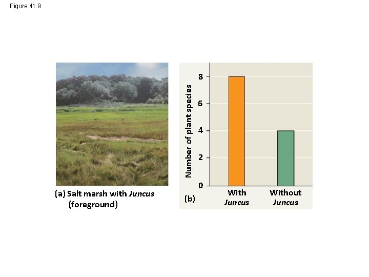 Figure 41. 9 Number of plant species 8 (a) Salt marsh with Juncus (foreground)