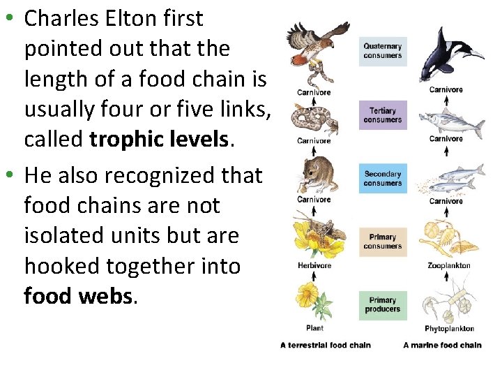  • Charles Elton first pointed out that the length of a food chain